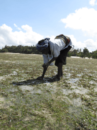 Seagrass is a key fishing ground globally